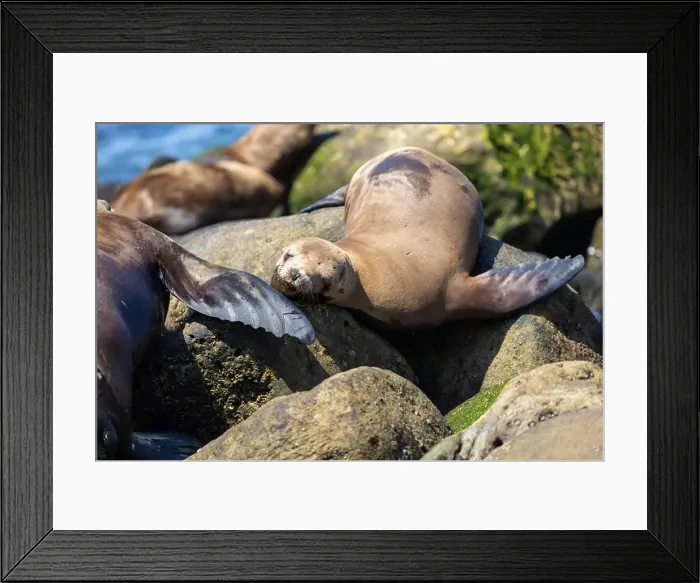 Framed Print : California sea lion sleeping on the coast in La Jolla Framed Print : California sea lion sleeping on the coast in La Jolla