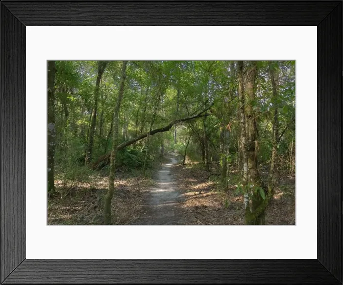 Framed Print : Flatwoods Conservation Park City of Tampa Hillsboro County Florida Recreation Framed Print : Flatwoods Conservation Park City of Tampa Hillsboro County Florida Recreation