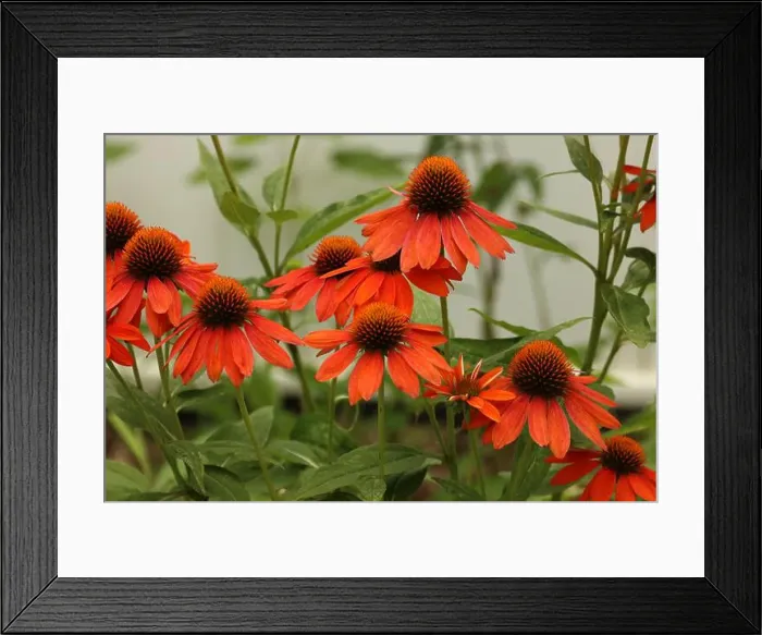 Framed Print : A group of Echinacea Sombrero Adobe Orange flowers blooming in the summer, in a garden in Trevor, Wisconsin, USA