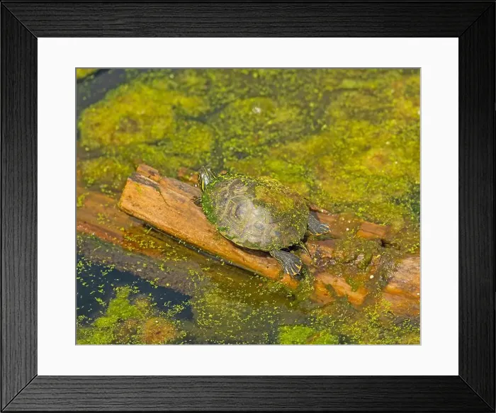 Framed Print : A Slider Turtle Sunning Itself in Brazos Bend State Park in Texas Framed Print : A Slider Turtle Sunning Itself in Brazos Bend State Park in Texas