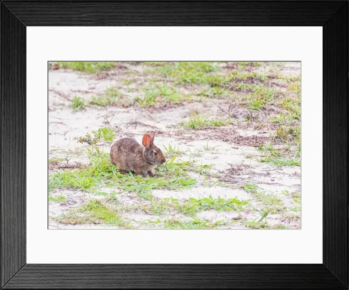 Framed Print : Carolina Marsh rabbit (Sylvilagus palustris palustris) sitting in the dunes in Emerald Isle. North Carolina. USA Framed Print : Carolina Marsh rabbit (Sylvilagus palustris palustris) sitting in the dunes in Emerald Isle. North Carolina. USA