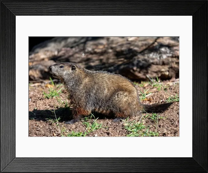 Framed Print : Groundhog (Marmota monax) - Brevard, North Carolina, USA Framed Print : Groundhog (Marmota monax) - Brevard, North Carolina, USA