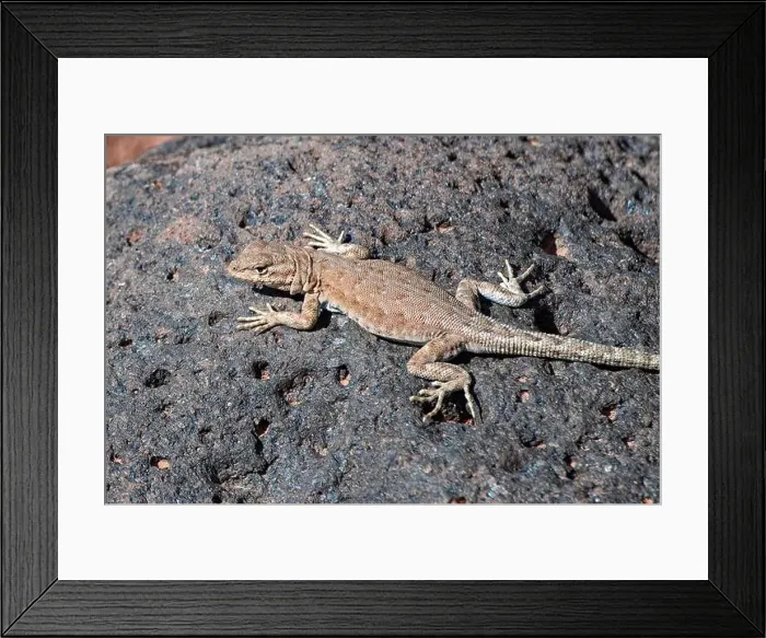 Framed Print : Side-Blotched Lizard on the Fremont Gorge Trail, Capitol Reef National Park, Utah Framed Print : Side-Blotched Lizard on the Fremont Gorge Trail, Capitol Reef National Park, Utah
