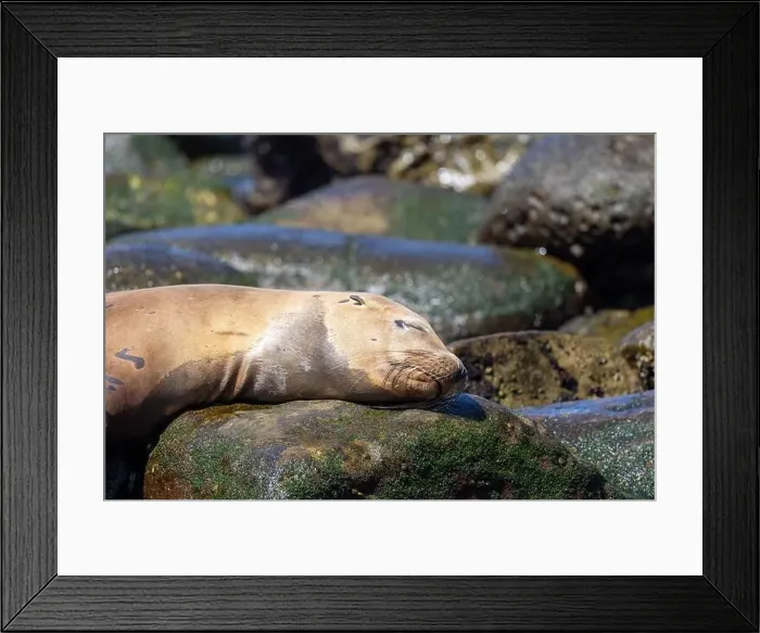 Framed Print : California sea lion sleeping on a rock Framed Print : California sea lion sleeping on a rock