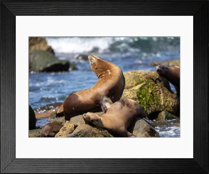 Framed Print : California sea lion off the coast of La Jolla Framed Print : California sea lion off the coast of La Jolla