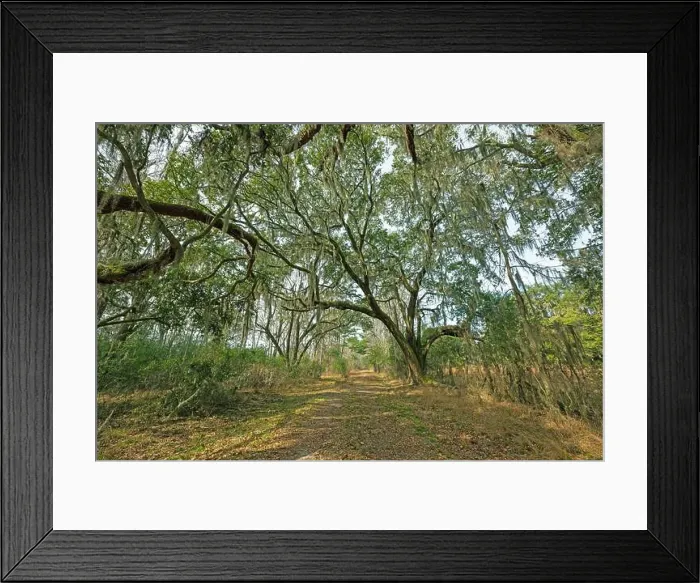 Framed Print : Old Road in Southern Wildlife Refuge in the Ernest F.Hollings ACE Basin National Wildlife Refuge in South Carolina Framed Print : Old Road in Southern Wildlife Refuge in the Ernest F.Hollings ACE Basin National Wildlife Refuge in South Carolina