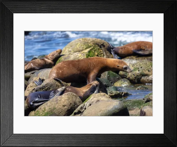 Framed Print : California sea lion off the coast of La Jolla Framed Print : California sea lion off the coast of La Jolla