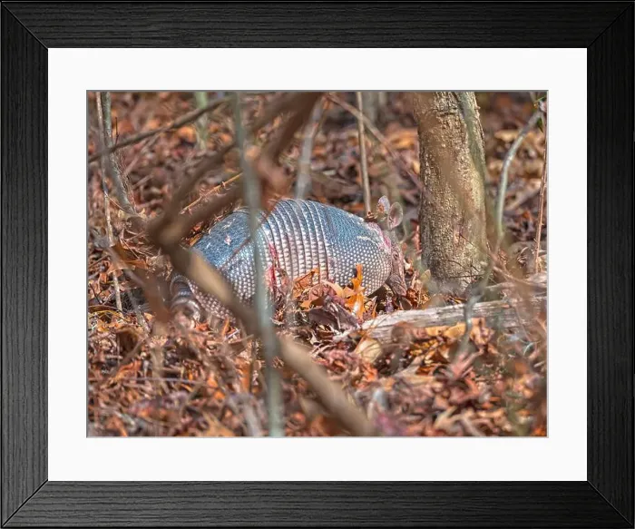 Framed Print : Nine-banded armadillo Rooting Through the Forest in the Ernest F Framed Print : Nine-banded armadillo Rooting Through the Forest in the Ernest F