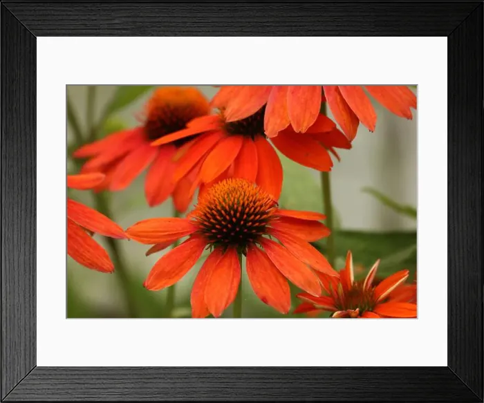 Framed Print : Close up of Echinacea Sombrero Adobe Orange flowers blooming in the summer, in a garden in Trevor, Wisconsin, USA Framed Print : Close up of Echinacea Sombrero Adobe Orange flowers blooming in the summer, in a garden in Trevor, Wisconsin, USA