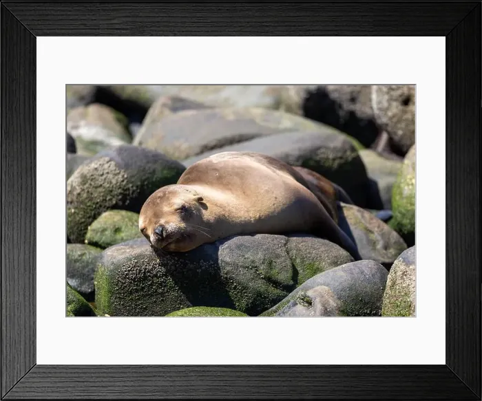 Framed Print : California sea lion off the coast of La Jolla Framed Print : California sea lion off the coast of La Jolla