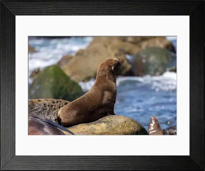 Framed Print : California sea lion sleeping on the coast in La Jolla Framed Print : California sea lion sleeping on the coast in La Jolla