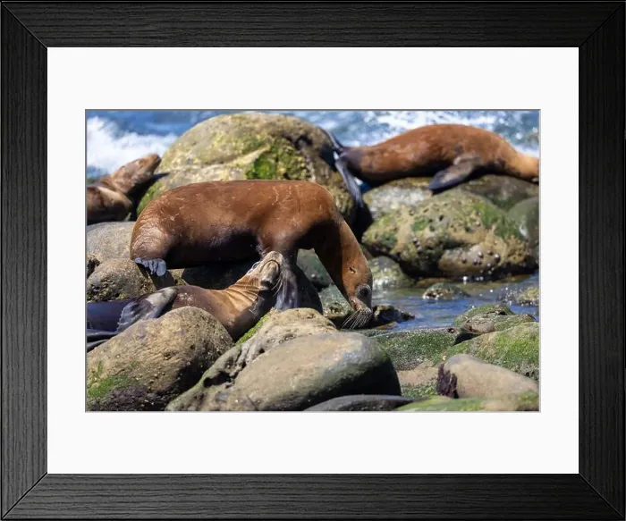 Framed Print : California sea lion off the coast of La Jolla Framed Print : California sea lion off the coast of La Jolla