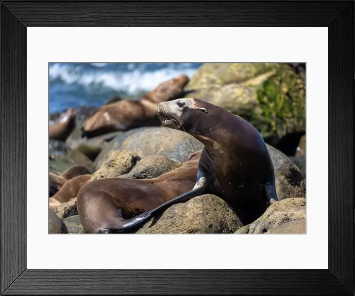 Framed Print : California sea lion off the coast of La Jolla Framed Print : California sea lion off the coast of La Jolla