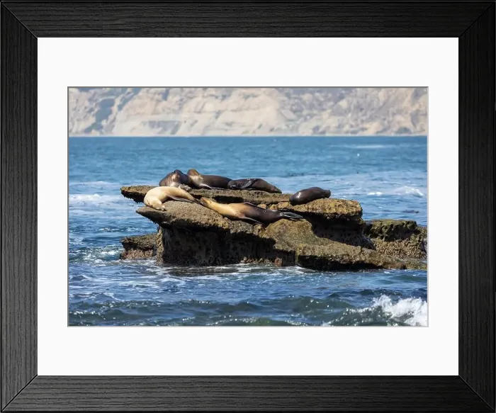 Framed Print : California sea lion off the coast of La Jolla Framed Print : California sea lion off the coast of La Jolla