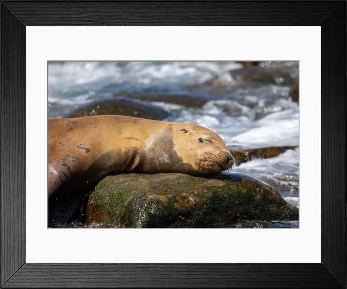 Framed Print : California sea lion sleeping on a rock Framed Print : California sea lion sleeping on a rock