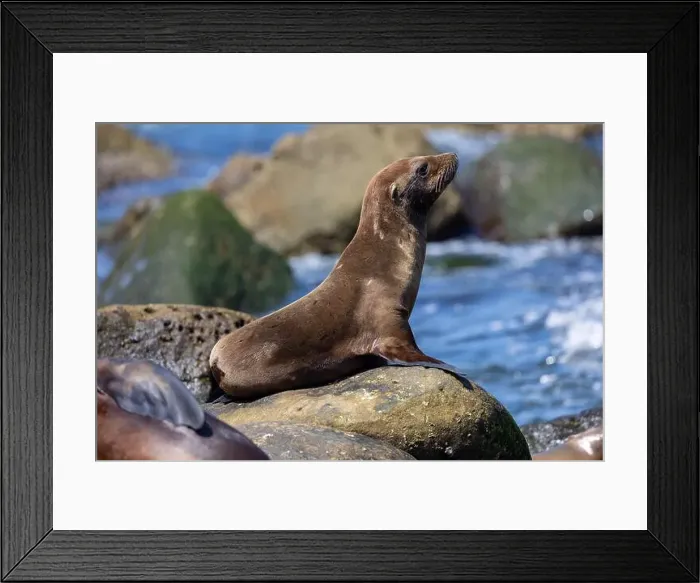 Framed Print : California sea lion sleeping on the coast in La Jolla Framed Print : California sea lion sleeping on the coast in La Jolla