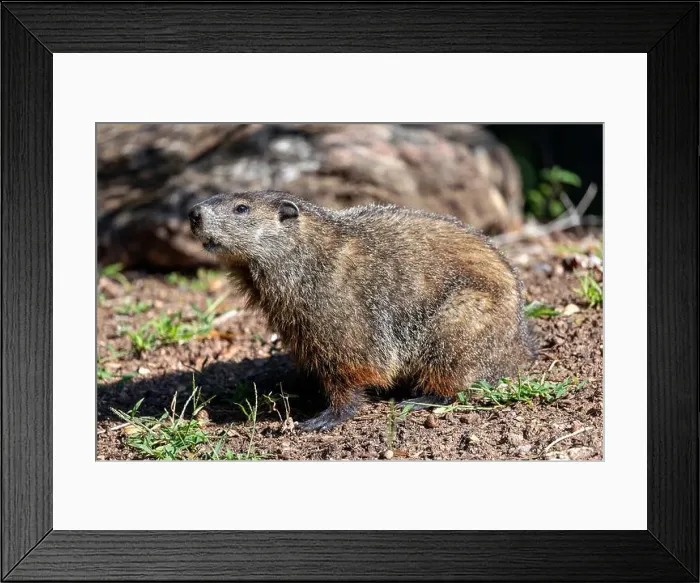 Framed Print : Groundhog (Marmota monax) - Brevard, North Carolina, USA Framed Print : Groundhog (Marmota monax) - Brevard, North Carolina, USA