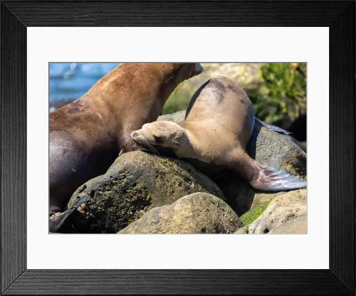 Framed Print : California sea lion sleeping on the coast in La Jolla Framed Print : California sea lion sleeping on the coast in La Jolla