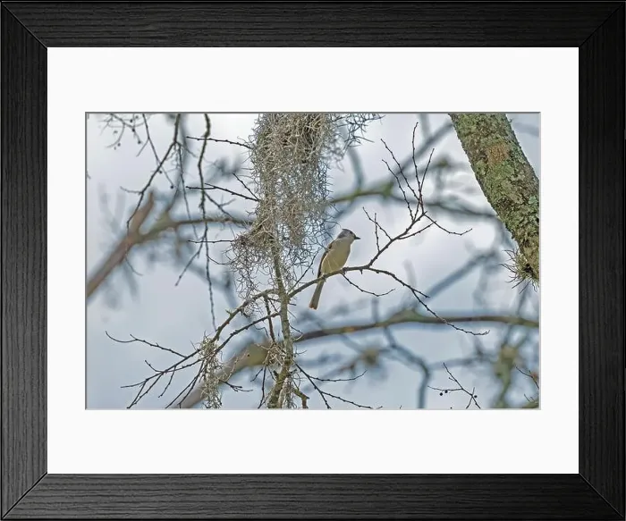 Framed Print : A Tufted Titmouse in the Spanish Moss in Brazos Bend State Park in Texas Framed Print : A Tufted Titmouse in the Spanish Moss in Brazos Bend State Park in Texas