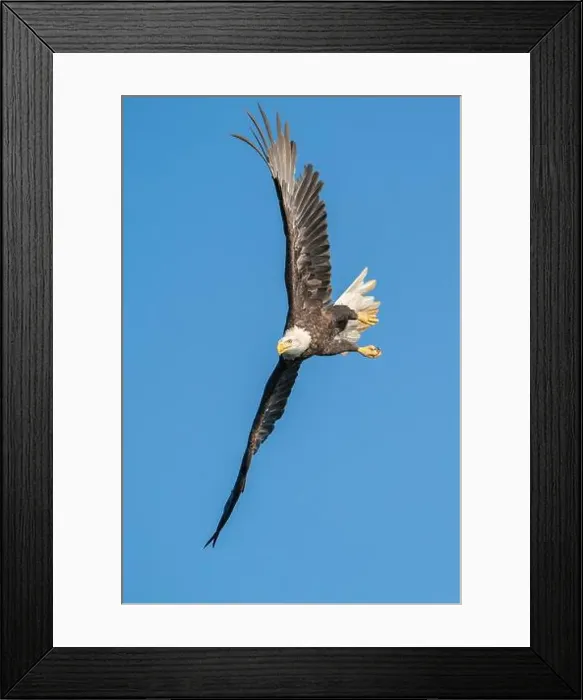 Framed Print : American Bald Eagle in a Bank Framed Print : American Bald Eagle in a Bank