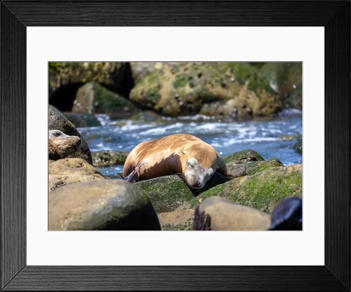 Framed Print : California sea lion sleeping on the coast in La Jolla Framed Print : California sea lion sleeping on the coast in La Jolla