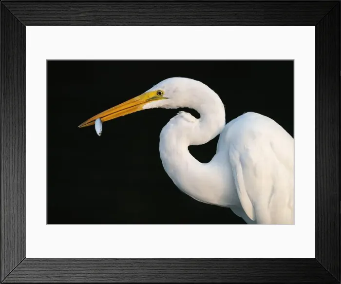 Framed Print : A Great Egret with Fish Framed Print : A Great Egret with Fish