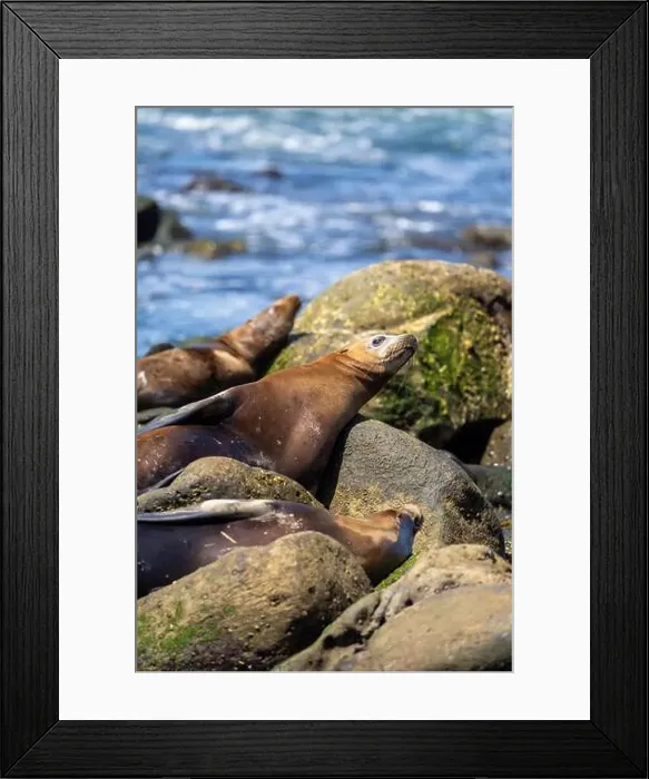 Framed Print : California sea lion sleeping on the coast in La Jolla Framed Print : California sea lion sleeping on the coast in La Jolla