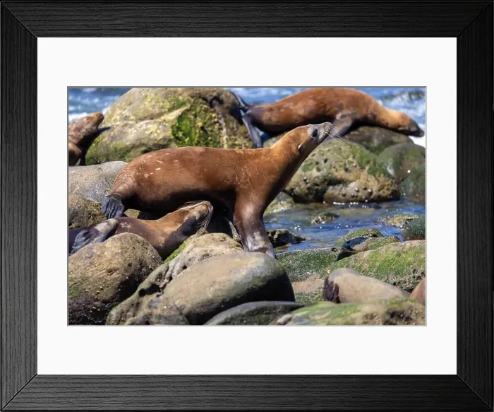 Framed Print : California sea lion off the coast of La Jolla Framed Print : California sea lion off the coast of La Jolla