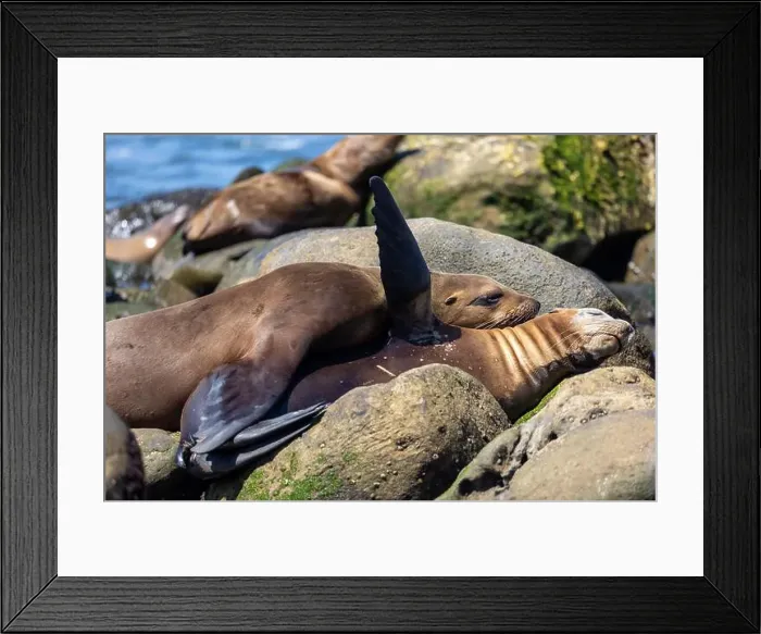 Framed Print : California sea lion off the coast of La Jolla Framed Print : California sea lion off the coast of La Jolla