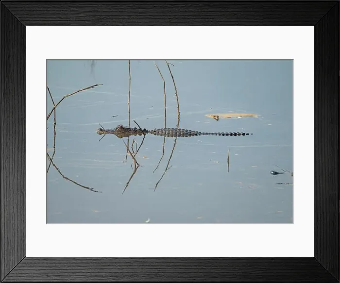 Framed Print : Young Alligator Patrolling a Wildlife Refuge in the Ernest F Framed Print : Young Alligator Patrolling a Wildlife Refuge in the Ernest F