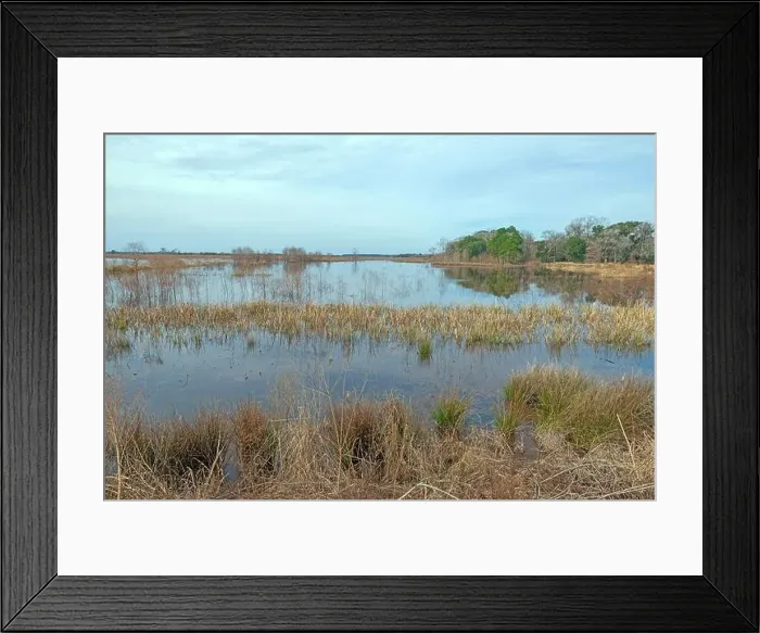 Framed Print : Wetland in a Southern Wildlife Refuge in the Ernest F.Hollings ACE Basin National Wildlife Refuge Framed Print : Wetland in a Southern Wildlife Refuge in the Ernest F.Hollings ACE Basin National Wildlife Refuge