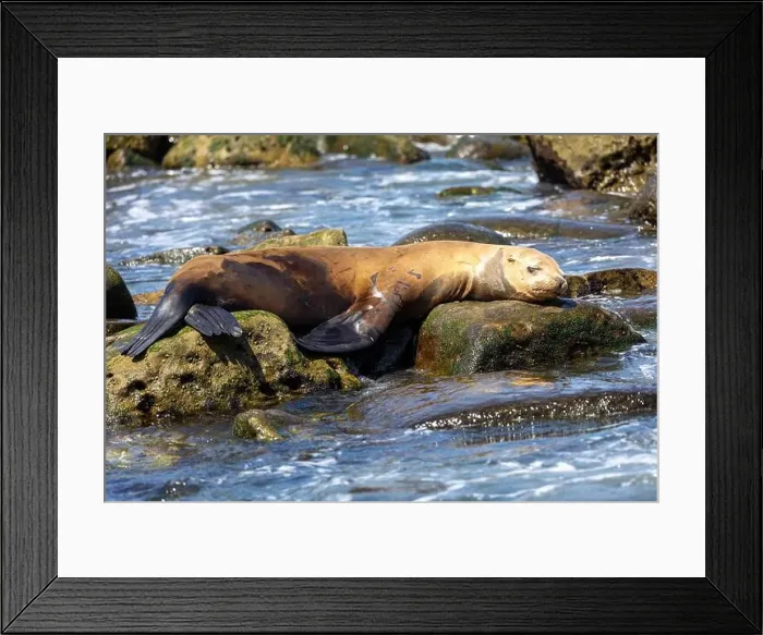 Framed Print : California sea lion sleeping on a rock Framed Print : California sea lion sleeping on a rock