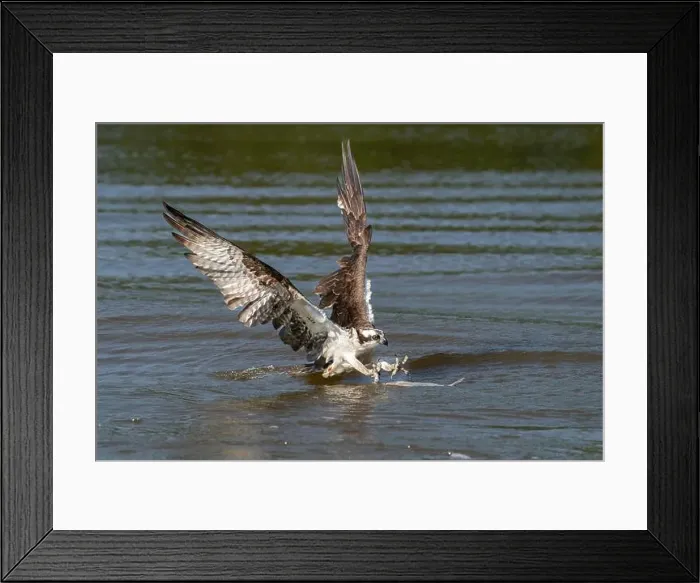 Framed Print : An osprey taking a fish from the river Framed Print : An osprey taking a fish from the river