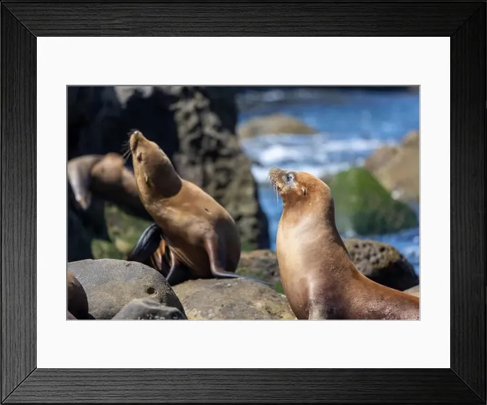 Framed Print : California sea lion off the coast of La Jolla Framed Print : California sea lion off the coast of La Jolla