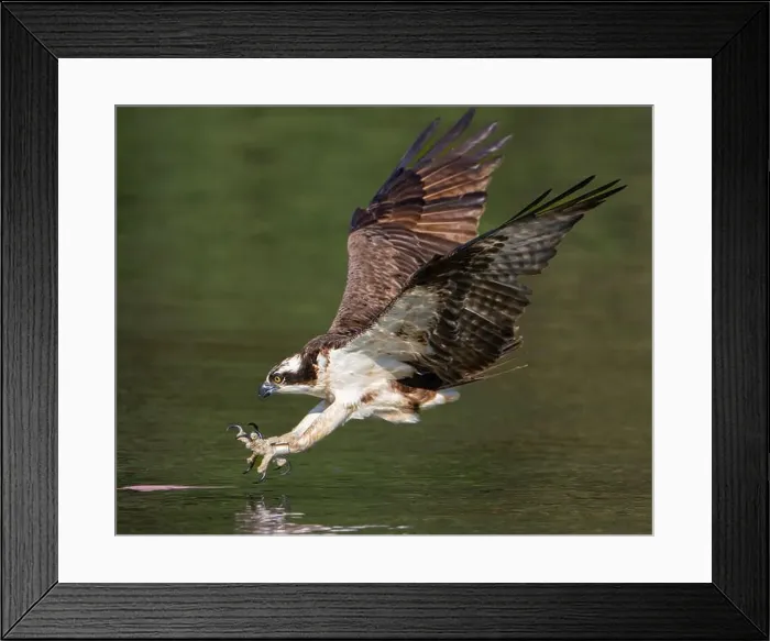 Framed Print : Osprey Ready to take a Fish Framed Print : Osprey Ready to take a Fish