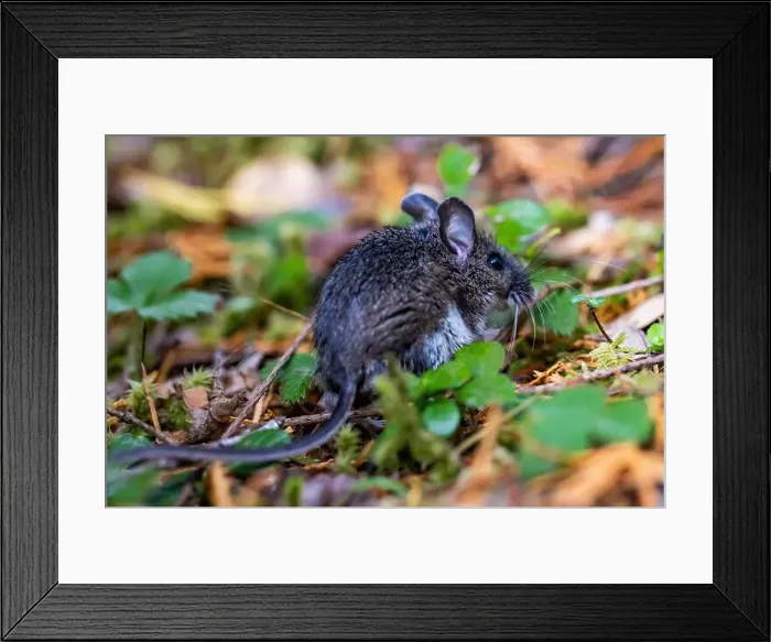 Framed Print : Northwestern Deermouse, Peromyscus keeni, at Staircase, Olympic National Park, Washington State, USA Framed Print : Northwestern Deermouse, Peromyscus keeni, at Staircase, Olympic National Park, Washington State, USA