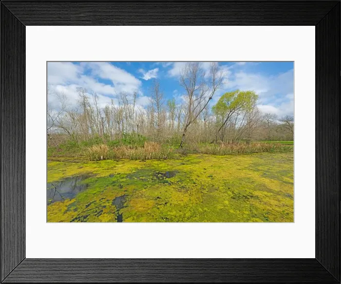 Framed Print : Algae Bloom Coverring a Wetland Pond in the Spring Sun in Brazos Bend State Park in Texas Framed Print : Algae Bloom Coverring a Wetland Pond in the Spring Sun in Brazos Bend State Park in Texas