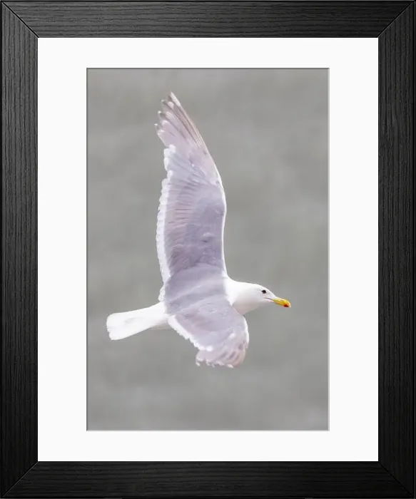 Framed Print : Glaucous-winged Gull (Larus glaucescens) in flight - Glacier Bay National Park and Preserve, Alaska Framed Print : Glaucous-winged Gull (Larus glaucescens) in flight - Glacier Bay National Park and Preserve, Alaska