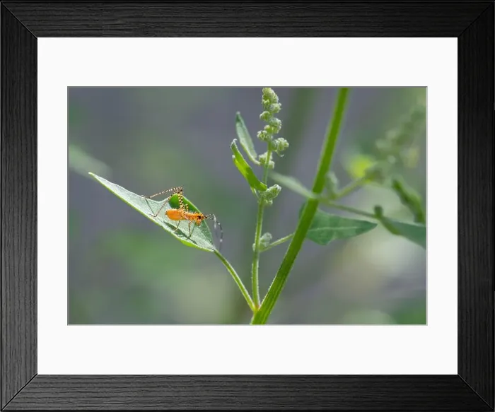 Framed Print : Orange Assassin Bug (Pselliopus barberi) nymph Framed Print : Orange Assassin Bug (Pselliopus barberi) nymph