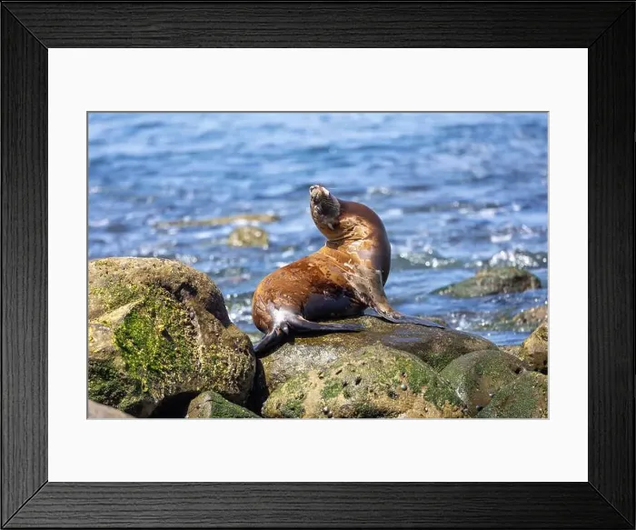 Framed Print : California sea lion sleeping on the coast in La Jolla Framed Print : California sea lion sleeping on the coast in La Jolla