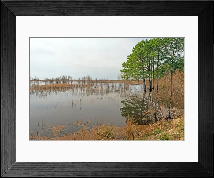 Framed Print : Former Rice Patties Now a Wildlife Refuge in the Ernest F.Hollings ACE Basin National Wildlife Refuge in South Carolina Framed Print : Former Rice Patties Now a Wildlife Refuge in the Ernest F.Hollings ACE Basin National Wildlife Refuge in South Carolina