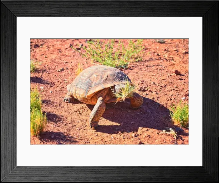 Framed Print : Mojave Desert Tortoise, Gopherus Agassizii Framed Print : Mojave Desert Tortoise, Gopherus Agassizii