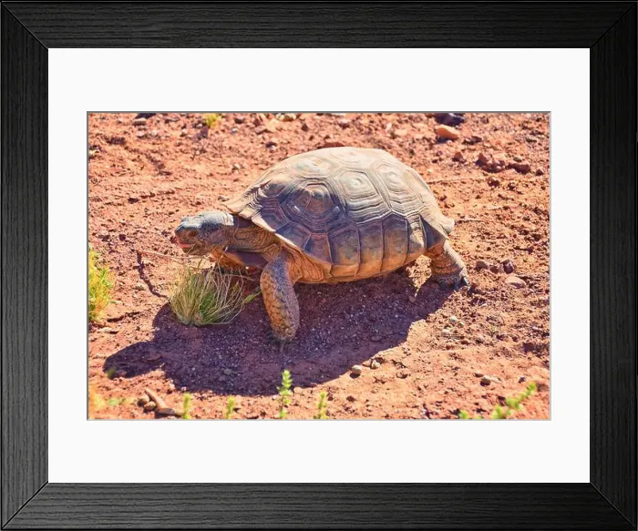 Framed Print : Mojave Desert Tortoise, Gopherus Agassizii Framed Print : Mojave Desert Tortoise, Gopherus Agassizii