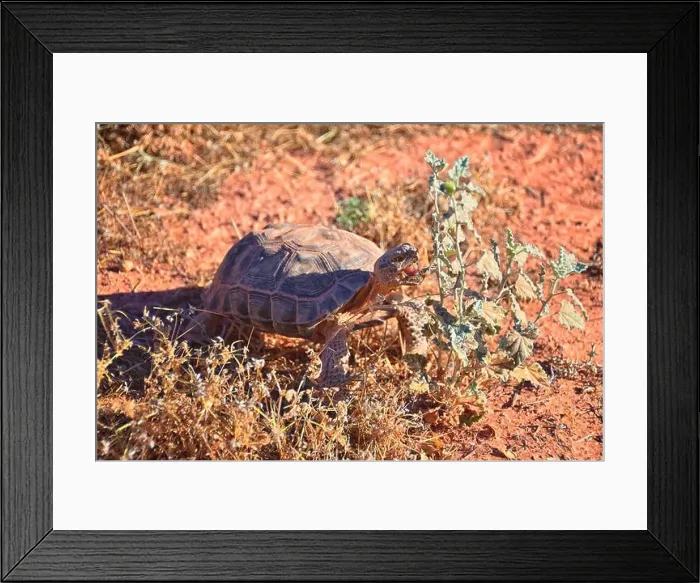 Framed Print : Mojave Desert Tortoise, Gopherus Agassizii Framed Print : Mojave Desert Tortoise, Gopherus Agassizii