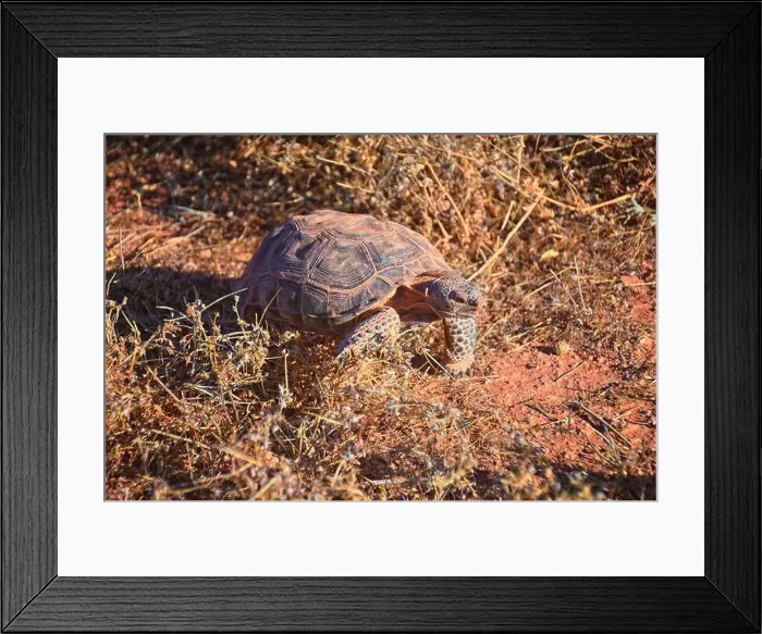 Framed Print : Mojave Desert Tortoise, Gopherus Agassizii Framed Print : Mojave Desert Tortoise, Gopherus Agassizii