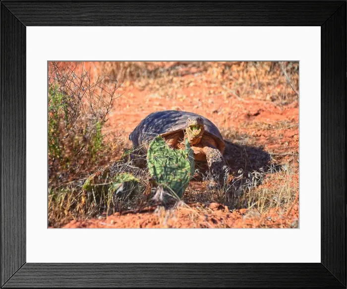 Framed Print : Mojave Desert Tortoise, Gopherus Agassizii