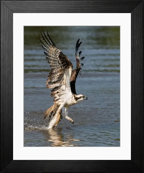 Framed Print : Osprey with a one talon grab Framed Print : Osprey with a one talon grab