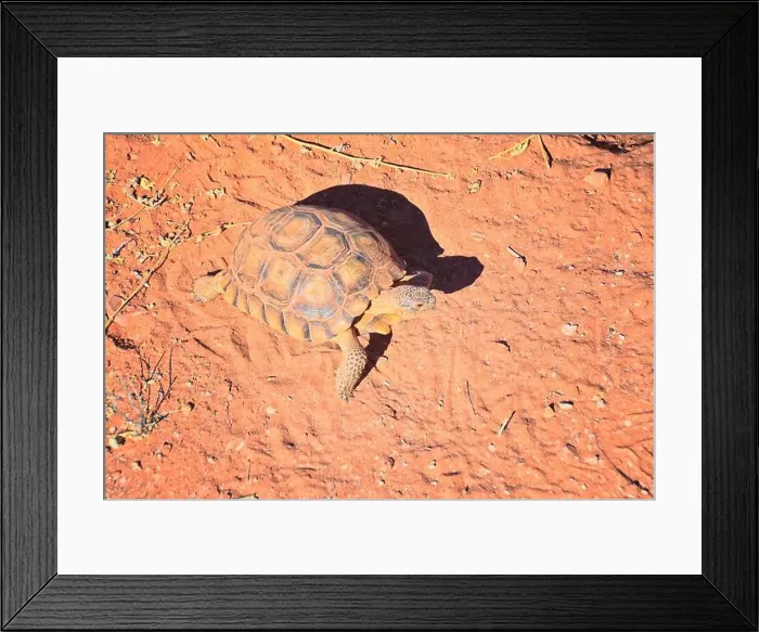 Framed Print : Mojave Desert Tortoise, Gopherus Agassizii Framed Print : Mojave Desert Tortoise, Gopherus Agassizii