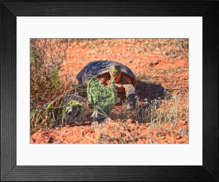Framed Print : Mojave Desert Tortoise, Gopherus Agassizii