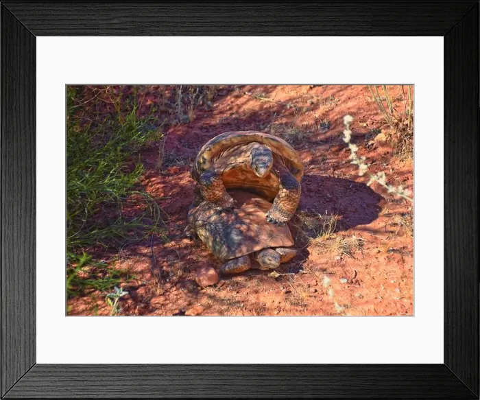 Framed Print : Mating Mojave Desert Tortoise, Gopherus Agassizii Framed Print : Mating Mojave Desert Tortoise, Gopherus Agassizii